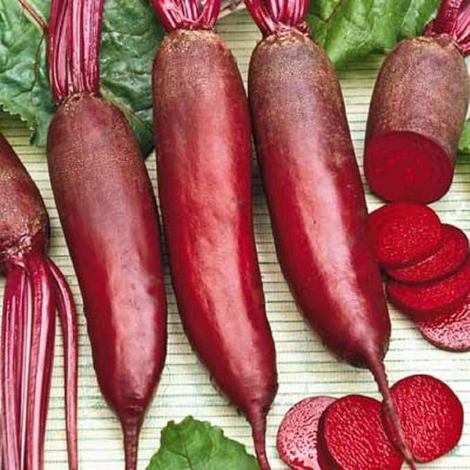 CEMEHA SEEDS - Seeds Beet Long Beetroot Dark Rival Red Non GMO Vegetable for Planting
