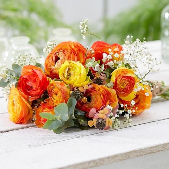 30 Ranunculus Bulbs for Planting, Multicolor Ranunculus Flower Bulbs, Ranunculus Corms