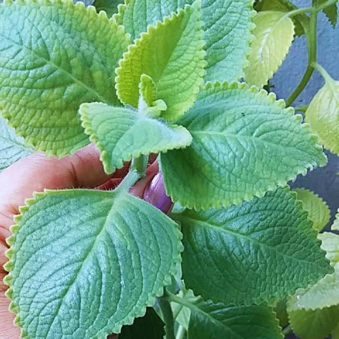 2 Cuban Oregano Live Plant, Oregano Plants Live, Mexican Mint Plant, Spanish Thyme Vegetable Plants Live Garden