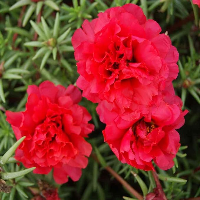 10000+Mixed Portulaca Moss Rose Seeds for Planting Outdoor Beautiful Garden Decor Home