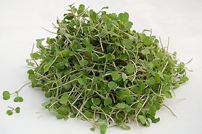 The Salad Bar Mix Seeds for Sprouting microgreens, 8 Ounce "COOL BEANS n SPROUTS" Brand,Broccoli, Alfalfa, Radish, Kale, Mustard, Arugula, Cress, Mung Bean, Garbanzo Bean