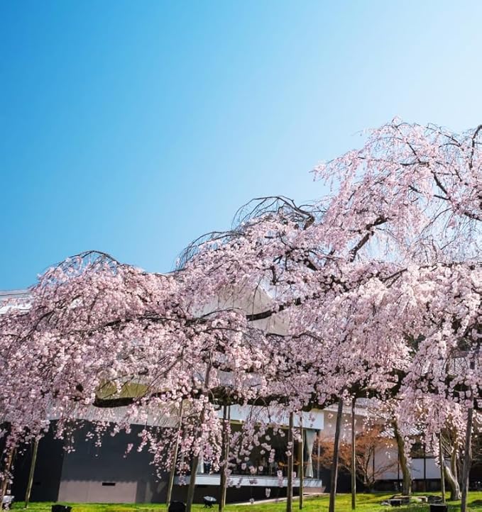 30+ Pink Weeping Sakura Tree Seeds for Planting Outdoors-Cherry Blossom Flower Tree Seeds Non-GMO Heirloom