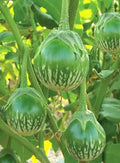 30PCS Green Round Thai Eggplant Seeds Thai Salad Vegetable Seeds Heirloom Home Garden