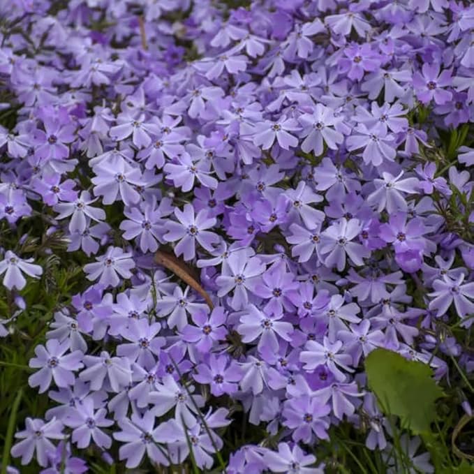 200+ Emerald Blue Creeping Phlox Seeds Flowers Garden Planting