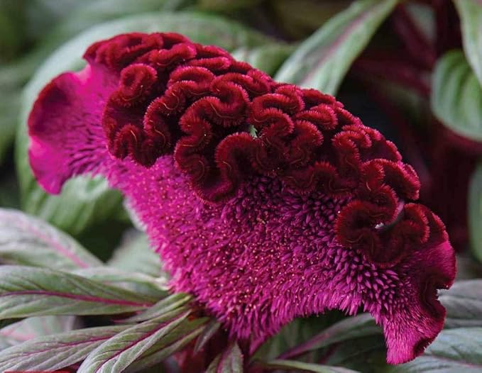 Celosia Cristata Cockscomb Seed Mix 200+ Seeds Woolflowers Mixed Colors Exotic Flowers Garden