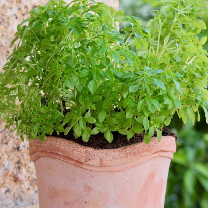 3 Greek Basil Plants Live, 4-7 Inches Tall, Compact Sweet Culinary Herb to Grow, Fragrant Basil Seedlings