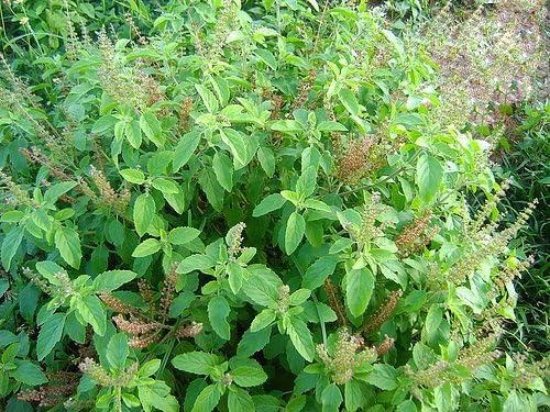 100 Indian Rama Holy Tulsi Sacred Herb Seeds Green Leaf Heirloom Non-GMO Tulasi, Grows Big, Super Fragrant Grown in USA Ocimum Sanctum