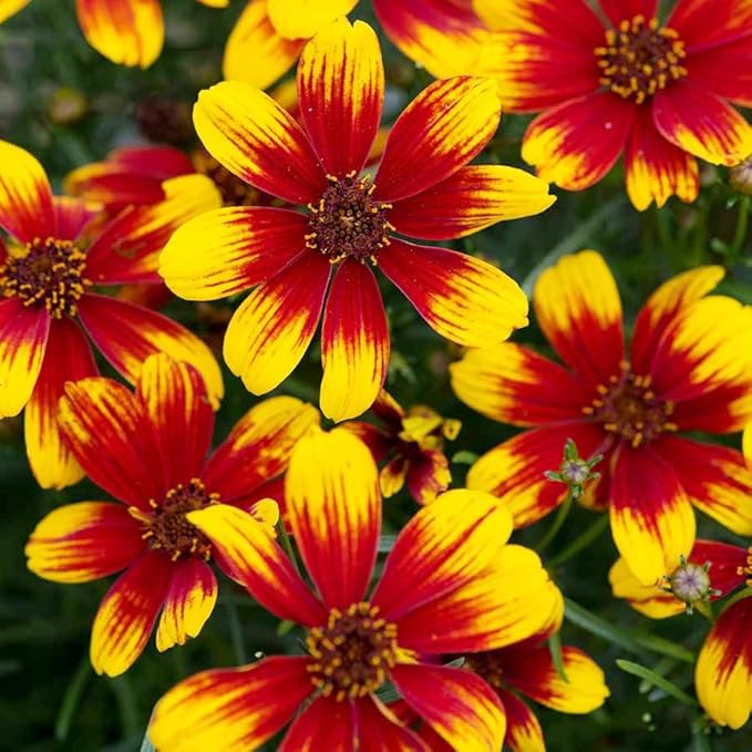 200+Coreopsis Flower Seeds for Planting Outdoor- Perennial Coreopsis Plains Seeds Plant to Wildflower Garden- Non-GMO Heirloom