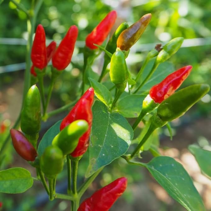 100PCS Thai Birdseye Chili Pepper Seeds Fresh Hot Pepper Garden Non-GMO Vegetable Seeds
