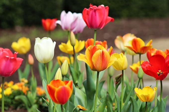 Tulipa Fringed Mixture Tulip Bulbs Size 11/12 for Planting - Plant in Fall, Winter or Early Spring (All Season Barn Mixture, 15, Count)
