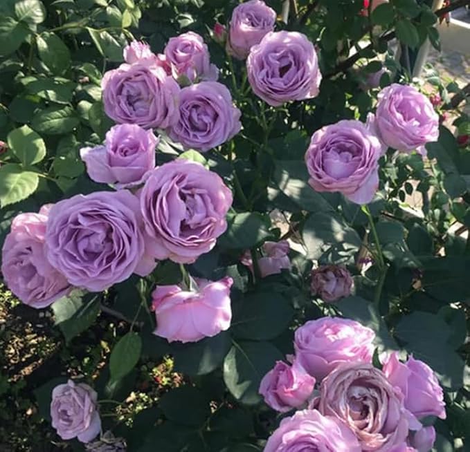 100+ Climbing Rose Mix Seeds Colorful Flower Garden Planting