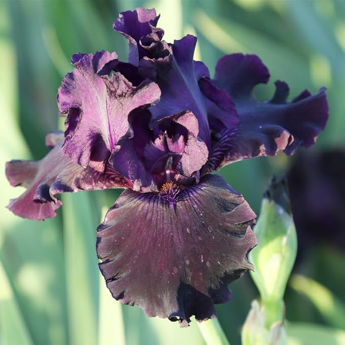 Ozark Rebounder Re-Blooming Bearded Iris Flower Rhizome - Grows Year After Year - Perennial, Fragrant & Great for Cut Floral Arrangements - Easy to Grow Fall Planting Bulbs by Willard & May