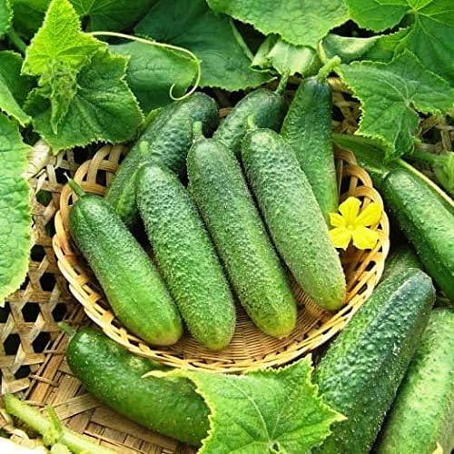 CEMEHA SEEDS Cucumber Bush Gherkin Early Pickling Vegetable Heirloom Non-GMO
