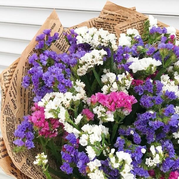 KIRA SEEDS - Seeds Wavyleaf Sea Lavender Mix - Statice Kermek - Heirloom Herb - GMO Free
