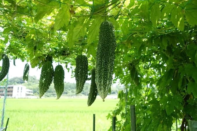 Indian Bitter Gourd Seeds for Planting, Easy to Grow Vegetable Seeds for Home Garden, Terrace Gardening, Balcony Planters, and Outdoor Cultivation (Pack of 40)
