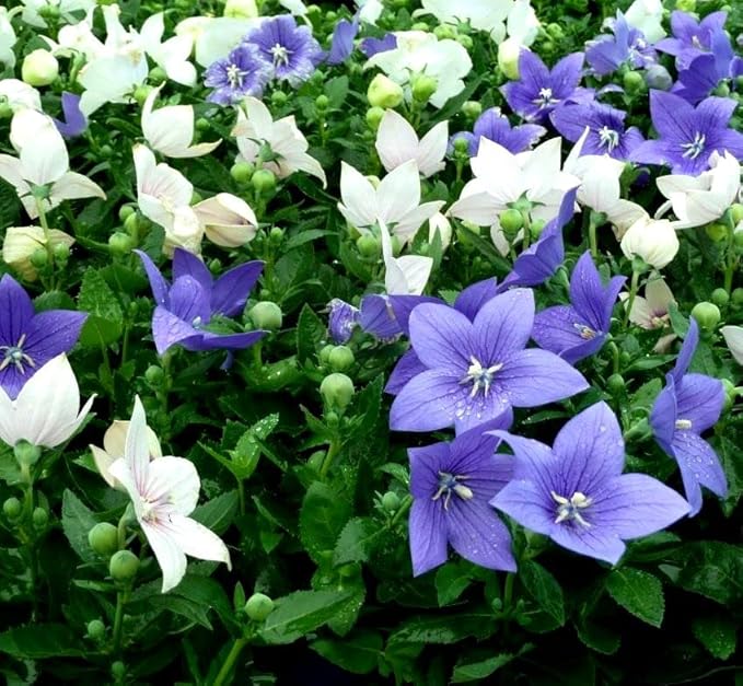 Balloon Flower Seed Mix White and Blue Japanese Bellflower 100 Seeds for Planting