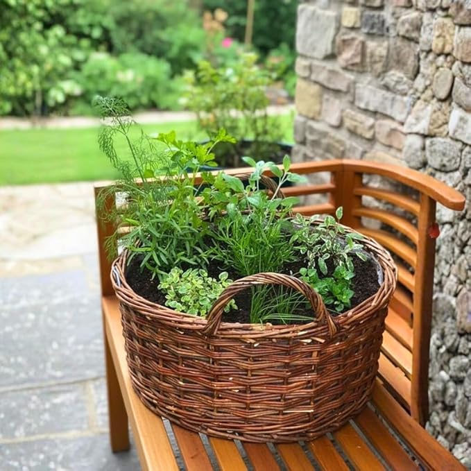 Pack 5 Herb Plants Assortment, Well Rooted Herb Plant Live 4-8'' Tall (Mint, Lemon Balm, Rosemary, Sage and Additional Fresh Herbs), Fragrant Herbs Variety Pack for Outdoor Planting