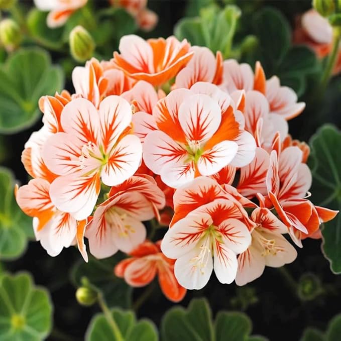 19+ Annual Geranium Flower Seed Mixes to Plant Outdoor Indoor Garden Growing-Non-GMO Heirloom Plant Seeds