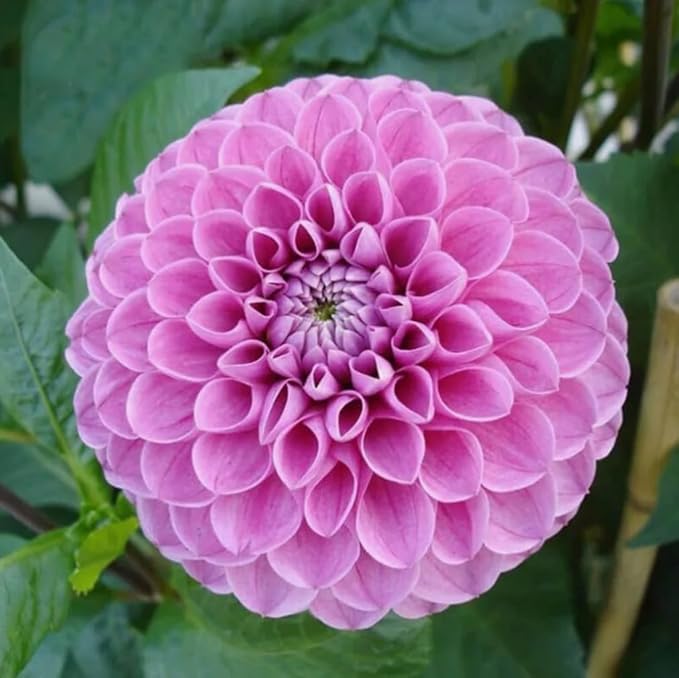 100PCS Dahlia Pompon Seeds Mixed Color Butterflies Hummingbirds Bees Seeds Heirloom