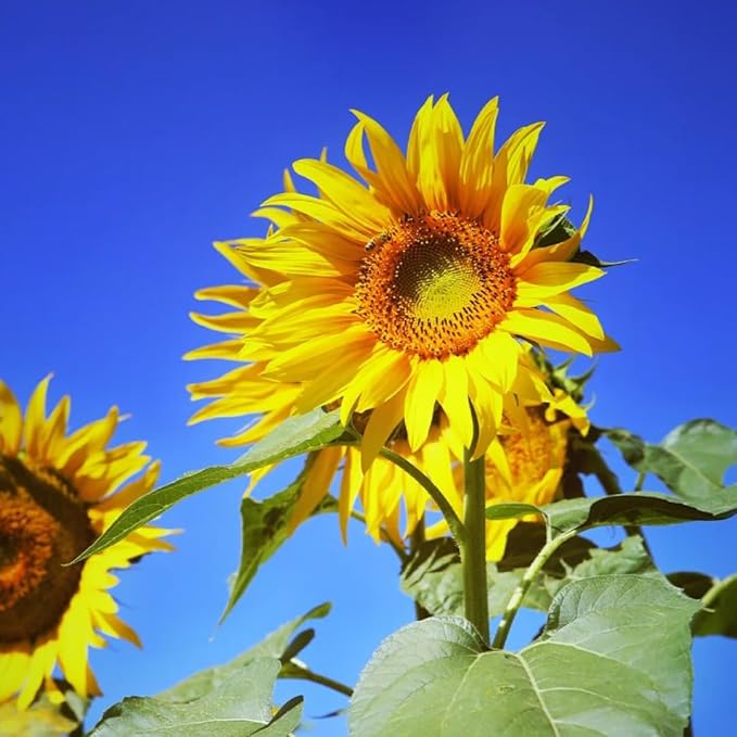 200+ Sunflower Flower Seeds for Planting, Mixed Color Sunflower Seed, Heirloom Non-GMO Perennial Rare Sunflower Flower Seeds for Garden Home