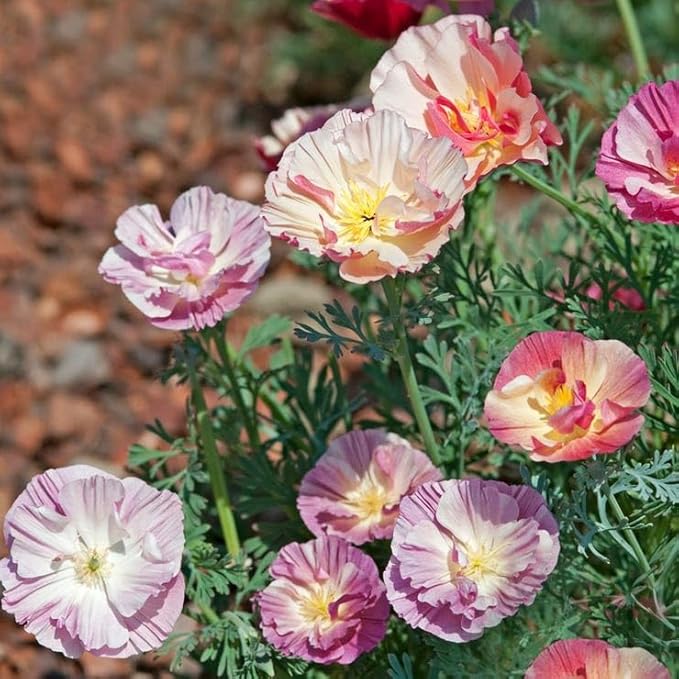 Park Seed Thai Silk Appleblossom Chiffon Improved California Poppy Seeds, Pack of 100 Seeds – Double Pink Blooms, 70-90 Days to Maturity, Ideal for Containers, Rock Gardens