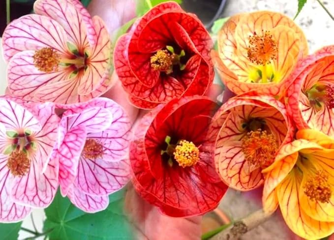 Seeds Abutilon Seeds Mix 50 Seeds for Planting Flowers Indian Mallow Flowering Maple