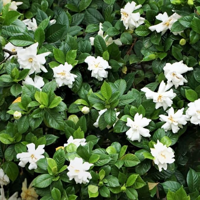 2 Maid of Orleans Jasmine Plants 4–8 Inch, Live Fragrant Jasmine Flowering Vine, Sweet Scented Blooms, Easy Care Indoor or Outdoor