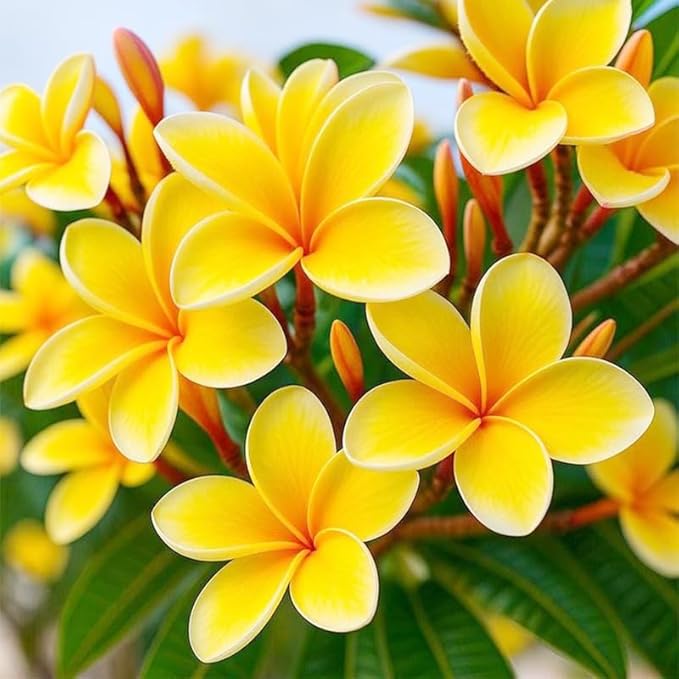 15pcs Mix Plumeria Rubra Seeds for Planting in Home Garden-Non-GMO Heirloom Plant Seeds Garden Outdoor