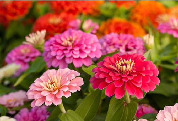 400+ California Giant Zinnia Seeds for 2026, Large Bloom - USA Made - Non GMO - Heirloom Zinnia Elegans, Easy to Grow Vibrant Summer Mix for Pollinator Gardens and Beginners