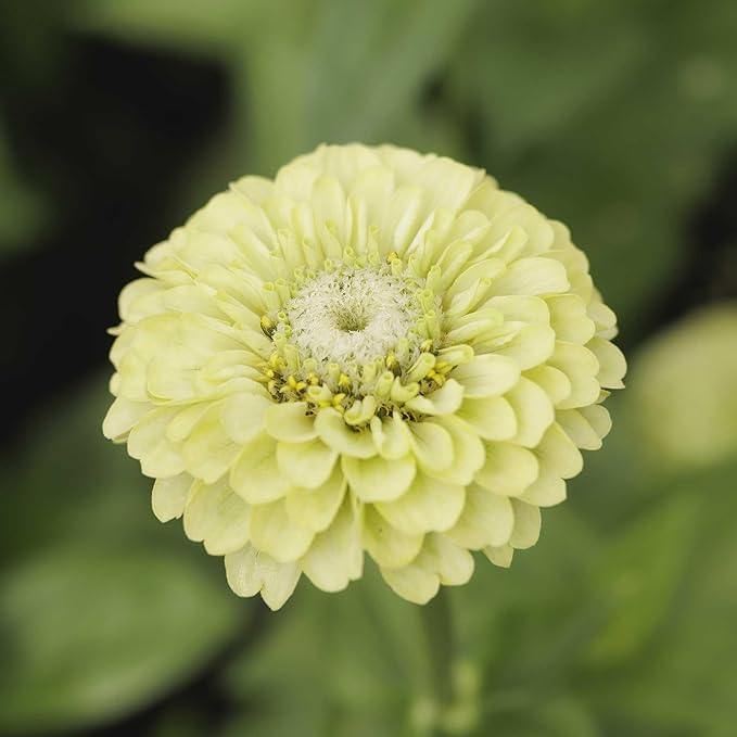 Eden Brothers Zinnia Seeds - Tequila Lime, Non-GMO Seeds for Planting, Packet | Low-Maintenance Flower Seeds, Plant During Spring, Zones 2, 3, 4, 5, 6, 7, 8, 9, 10