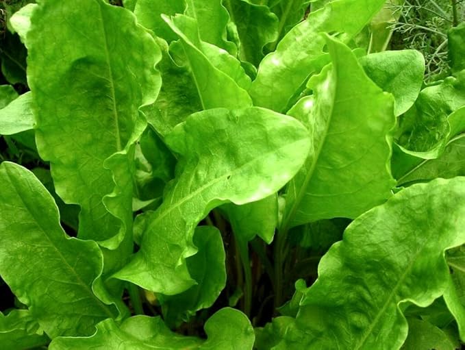 Garden Sorrel 2000+ Seeds for Planting Non-GMO