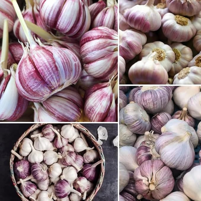 1 Pound Purple Stripe Hardneck Garlic Bulbs for Planting, Fresh High-Yield Hardy Garlic for Garden or Container Growing