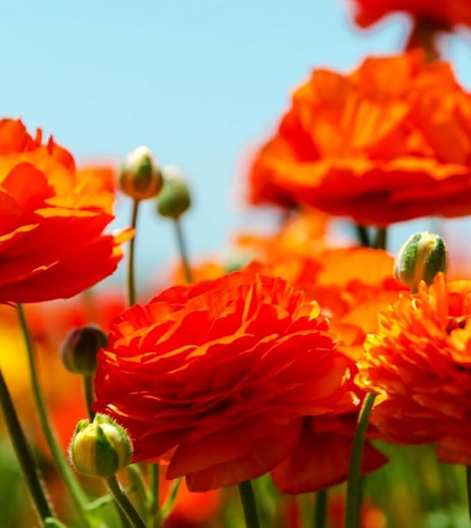 Mixed Peony Ranunculus Bulbs- Persian Buttercup -10 Corms Bulbs Flowering Blooms Perennial Bulbous Root Garden Plant (Orange)