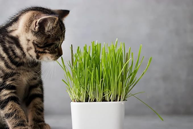 Cat Grass Seeds for Planting - 5 Pounds - Nutritious and Tasty Treat for Cats and Other Animals.