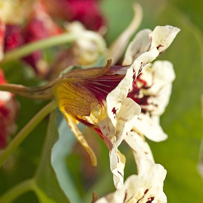 Eden Brothers Nasturtium Seeds - Bloody Mary