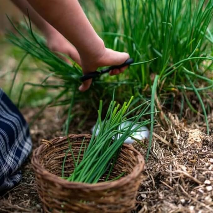 3 Hardy Chives Live Plant, Live Chives Plant for Planting Garden, 4 Inch Tall, Heirloom Leeks Plant, Hardy Perennial Chives Plant for Planting, Fragrant Heirloom Vegetable