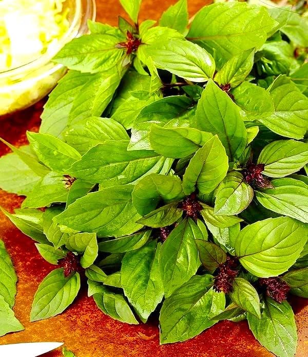 Unique Cinnamon Basil Mexican Spice 200+ Seeds for Planting Herb Garden