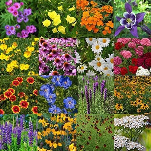 United States Nationwide Bulk Perennial Wildflower Seed Mix - All U.S. Zones - Plant in Spring and Fall (1 Pound Covers 2,000 Square feet) (1/4 Pound)