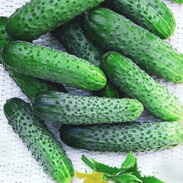 Seeds Indoor Self-Pollinating Cucumber Be st Seller Hybrid Vegetable for Planting Non GMO - Harvest Time 37 Days