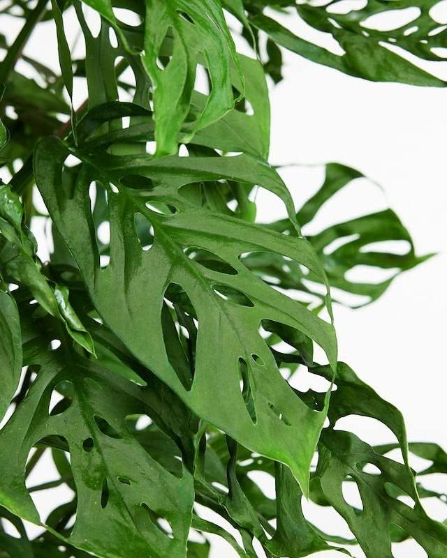 Gardenera Monstera ADANSONII Plant Soil: Expert Blend for Optimal Growth & Root Development - 4 Quart