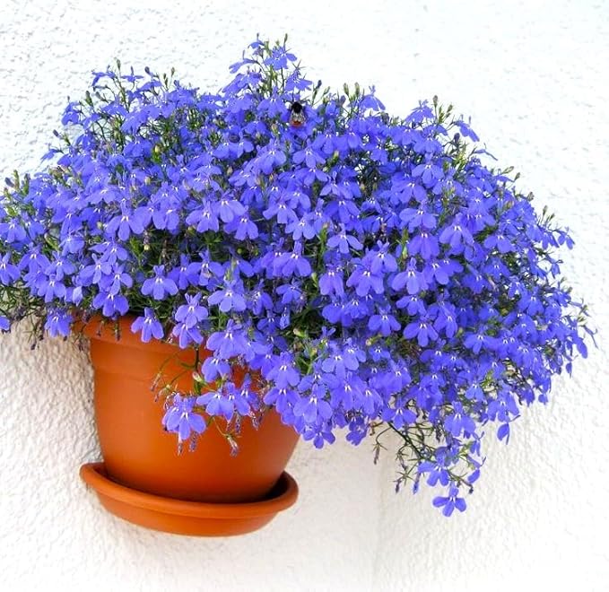 Seeds Lobelia Blue Cascade 1000+ Seeds for Planting Flowers Groundcover Trailing Flower