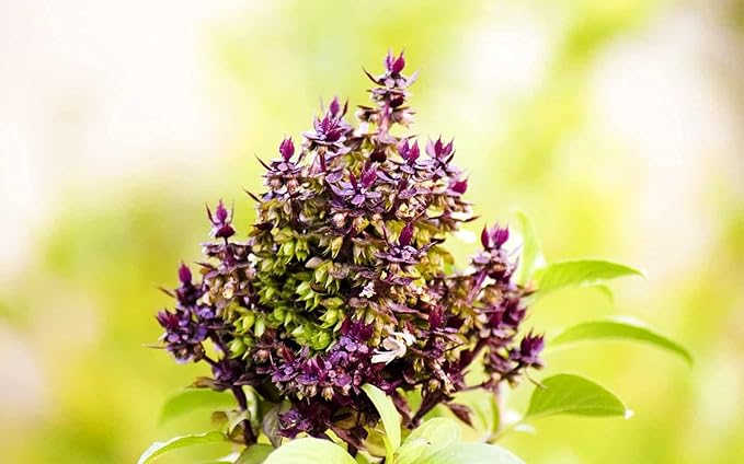CEMEHA SEEDS - Seeds Ornamental Holy Basil Tulsi Thai Indoor Green Non GMO Herbs for Planting