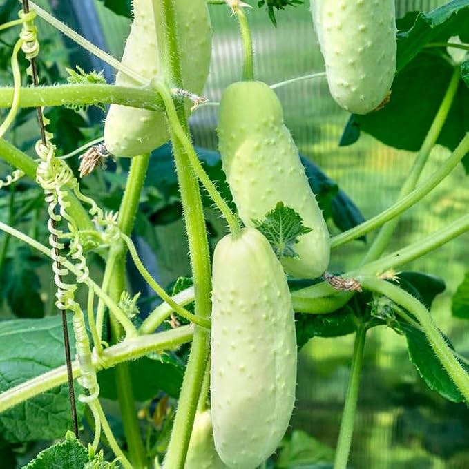 Mixrug White Jade Cucumber Seeds for Planting, 30pcs Sweet Wonder Cucumber Vegetable Seeds Plants, Non-GMO Heirloom Home Fresh Food Vegetables Plants Garden for Outdoors Indoors