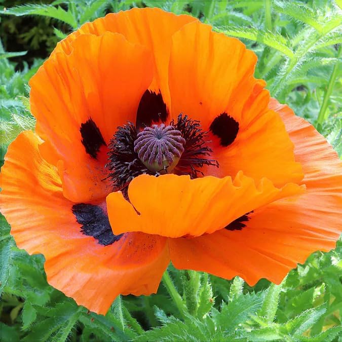 1000+ Perennial Poppy Flower Plant Seed Outdoor Fragrant Butterfly
