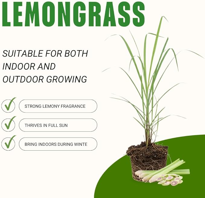 Lemongrass Live Plants, Lemongrass Plants Live, Lemon Grass Live Plant, Well Rooted Lemongrass Herb Seedling for Outdoor Growing, 4 to 6 Inches Tall (Set 2)
