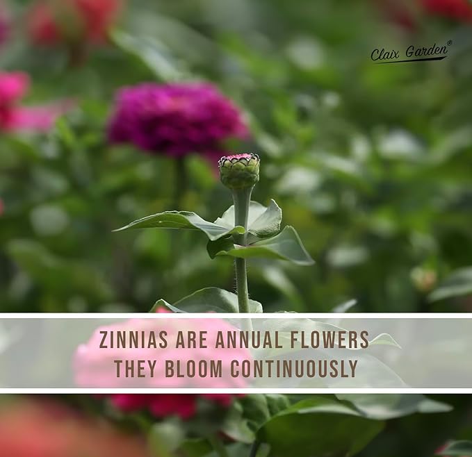 Zinnia Seeds - California Giants Mix - 4000 Seeds - Mixed Colors and Large Blooms, Heirloom Non-GMO USA Grown, Excellent for Pollinators, Annual - Vibrant Flowers for Any Home Garden