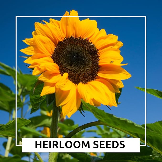Mongolian Sunflower Seeds – 10 Seeds per Packet, Easy-to-Grow for a Diverse Garden - Tall, Vibrant Yellow Blooms for Garden Beds, Containers, Pollinator-Friendly, Ornamental Annual Flowers
