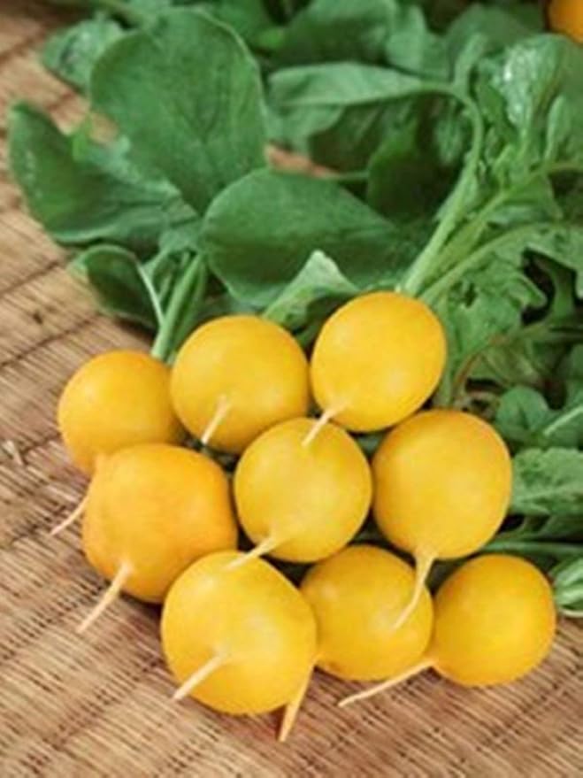 Seeds Vegetable Radish Yellow 23 Days Heirloom - 300 Seeds