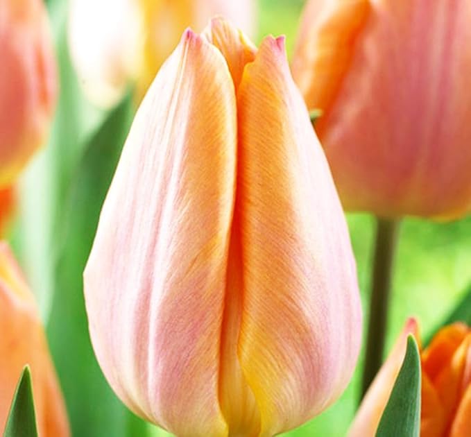 Mix Triumph Tulips 10 Bulbs for Fall Planting Colorful Flower Tulipa Darwin Hybrid Changing Colors Mixture Size 12+ 4 Varieties to Choose (Apricot Emperor, 10, Mix Color)
