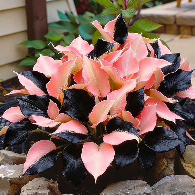 315+ Perennial Mix Color Hosta Seeds for Planting in Outdoor Garden